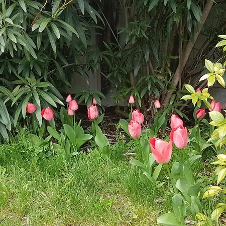 Domus Rose 게스트하우스