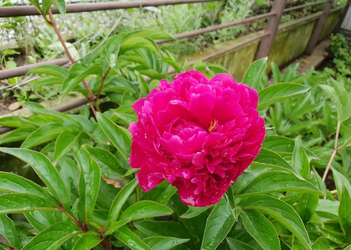 Domus Rose 招待所