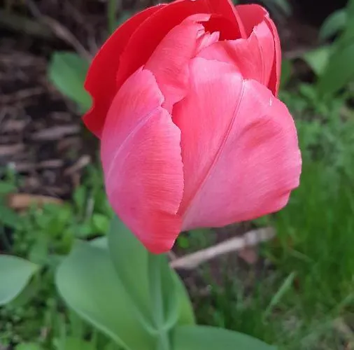 Domus Rose Affittacamere *