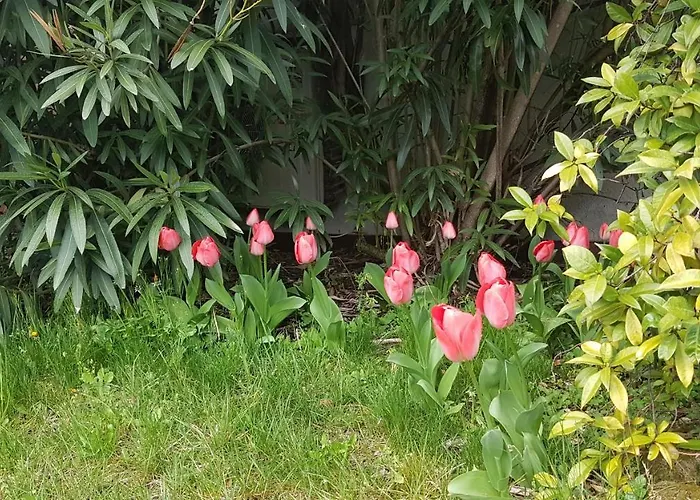 Domus Rose Maison d'hôtes